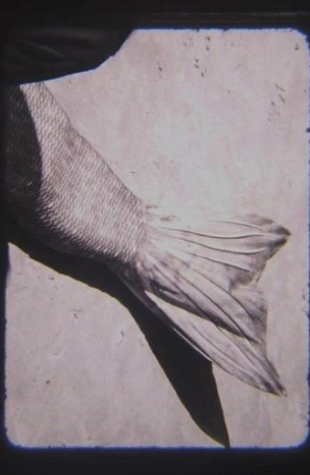 MER