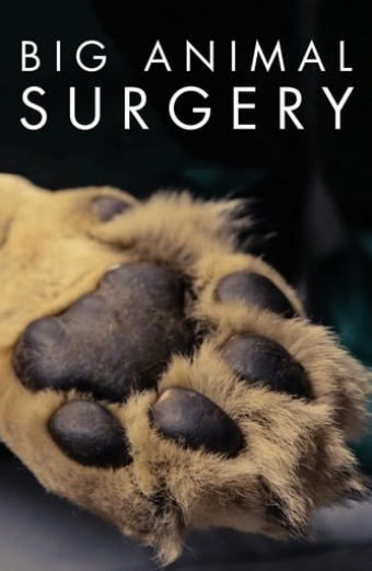 Big Animal Surgery