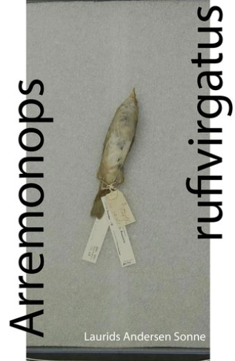 Arremonops rufivirgatus